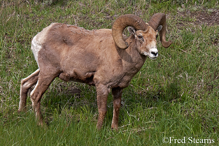 Yellowstone National Park Big Horn Ram